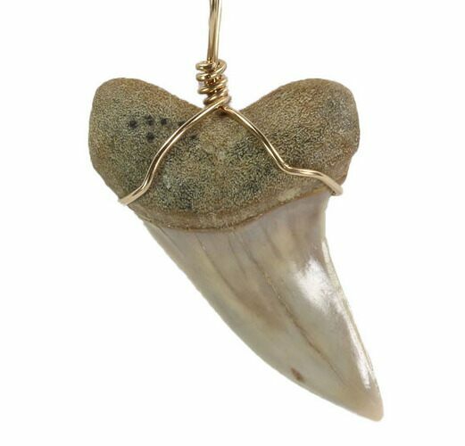 Fossil Mako Tooth Necklace - Bakersfield, California #95254